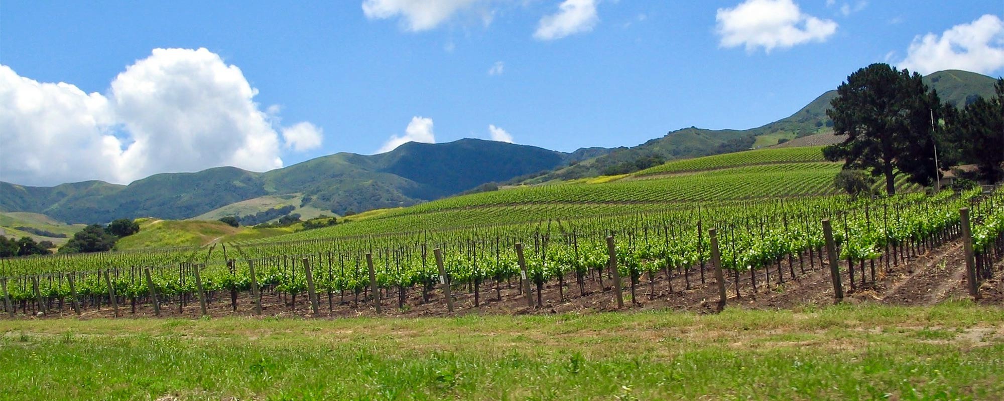 Liquid Farm Santa Ynez Valley