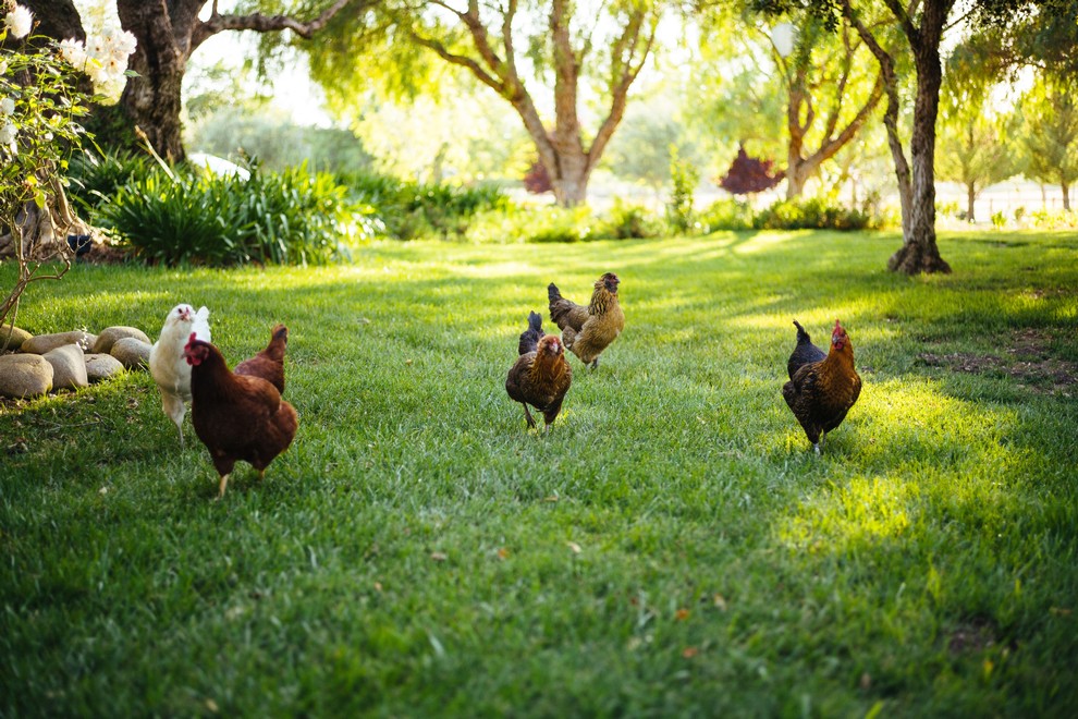 ChickensatLF