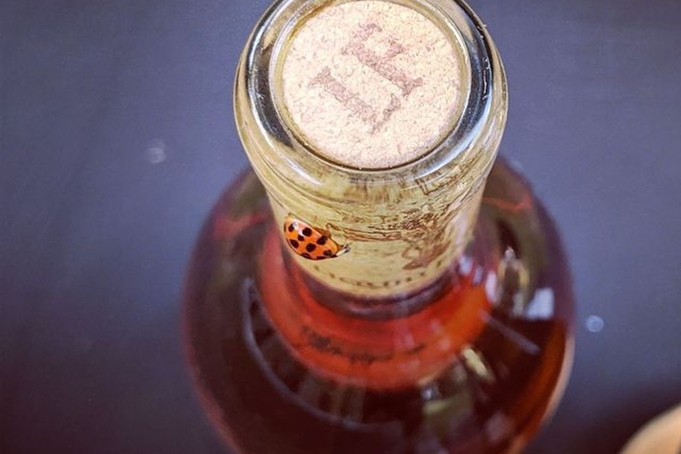 Rosebottleladybug